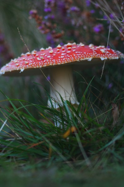 Amanite tue-mouche
Mots-clés: champignon rouge