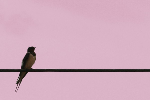 Hirondelle
Mots-clés: oiseau ciel rose fil