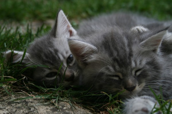 Chatons
Mots-clés: chat herbe