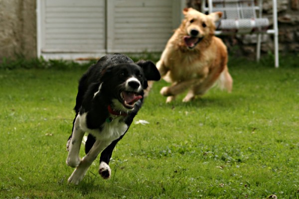 Course poursuite
Simba et Wilson
Mots-clés: chien course