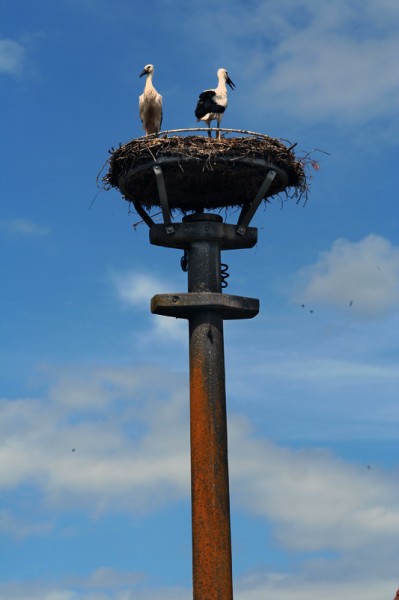 Nid de cigognes en Franconie (Allemagne)
Mots-clés: oiseau nid ciel cigogne