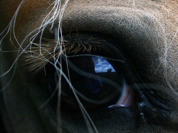 L'oeil du cheval
Jamin
Mots-clés: cheval oeil