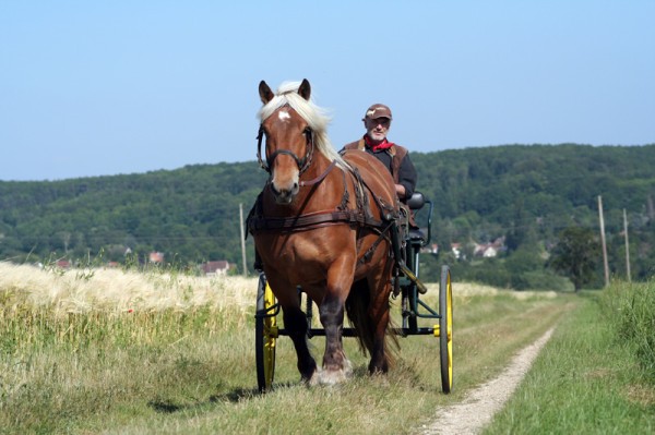 Bob et Ouragan
Dans la campagne entre Méré et Bazoches (78)
Mots-clés: cheval attelage campagne