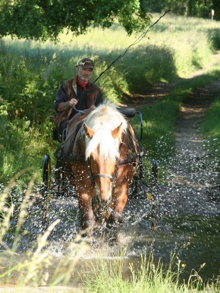 Passage de gué
Entre Bazoches-sur-Guyonne et Les-Mesnuls (78)
Mots-clés: cheval attelage eau guÃ©