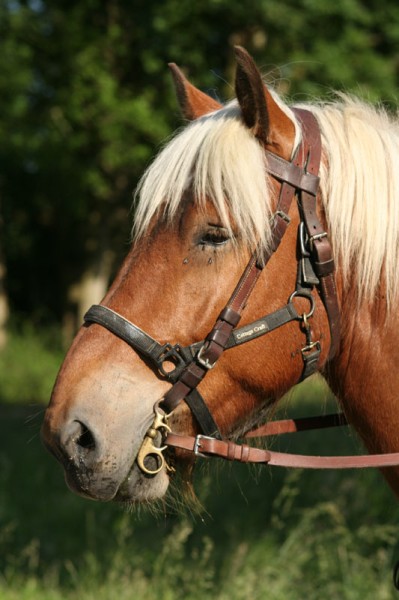 Ouragan
Mots-clés: cheval attelage cuir