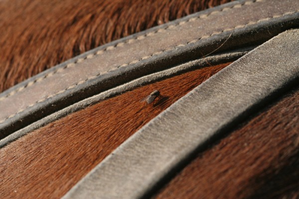 Des poils, du cuir et une mouche
Mots-clés: cheval attelage cuir mouche