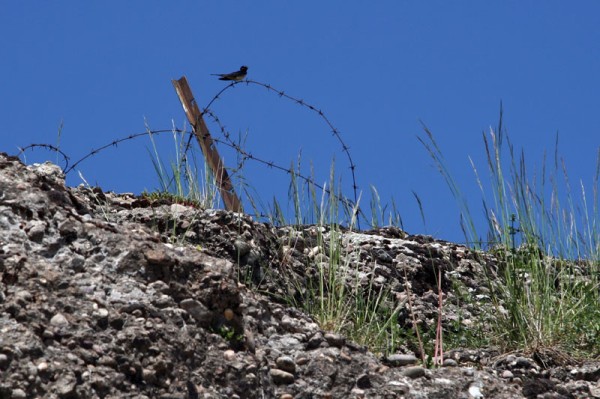 Hommage aux pigeons voyageurs du fort de Vaux
Mots-clés: oiseau ciel fort barbelé