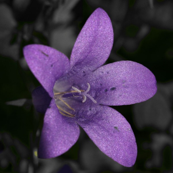 Campanule
Mots-clés: fleur pistil violet
