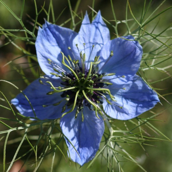 Fleur inconnue (pour moi !)
Mots-clés: fleur pistil bleu