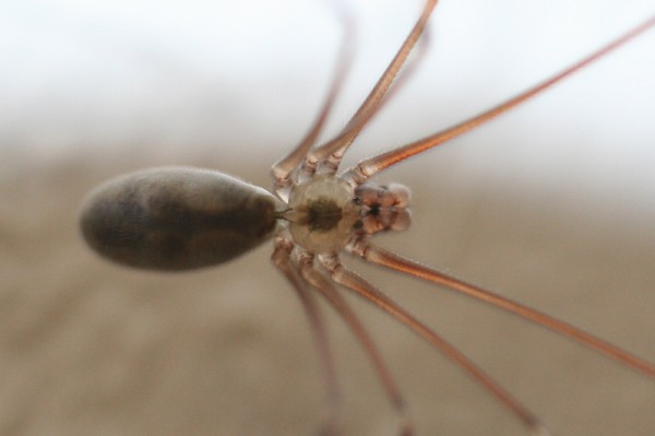 Arachnide
Mots-clés: araignée