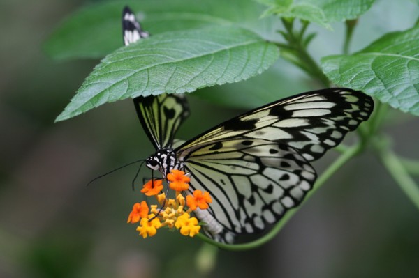 Papillon
La serre au papillons (La Queue lez Yvelines - 78)
Mots-clés: papillon feuille
