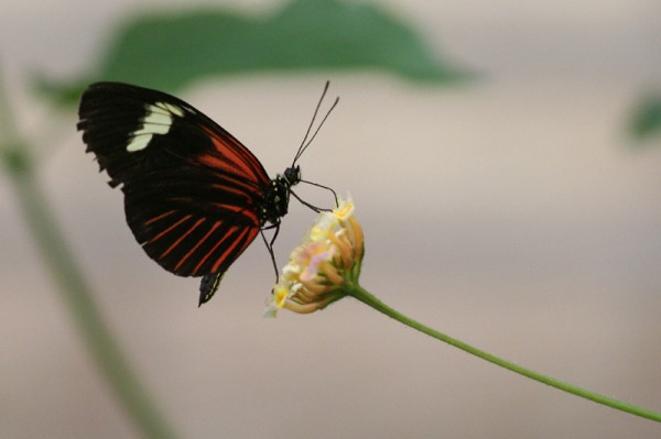 Papillon
La serre au papillons (La Queue lez Yvelines - 78)
Mots-clés: papillon fleur