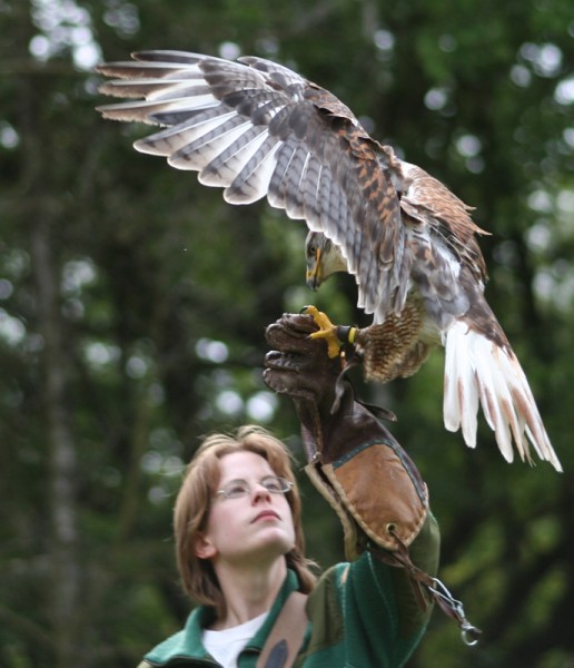 Regards
Mots-clés: aigle oiseau