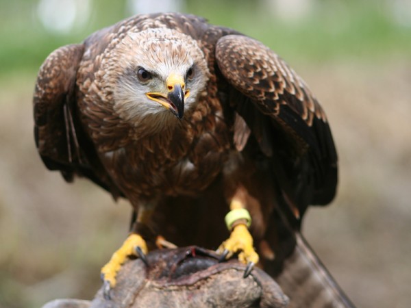 Sur le qui vive
Mots-clés: aigle oiseau gant cuir main